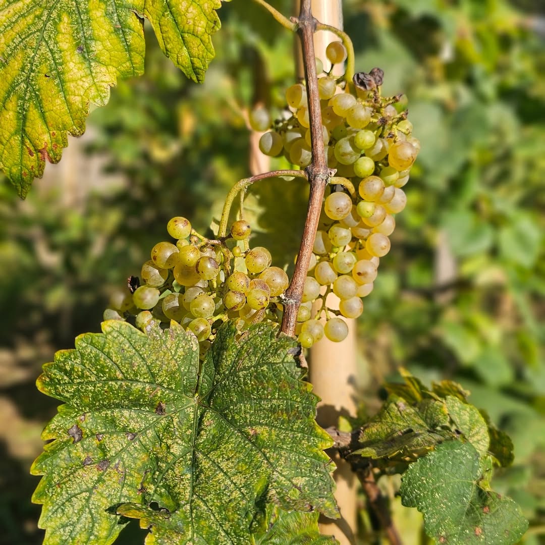Green Grapes